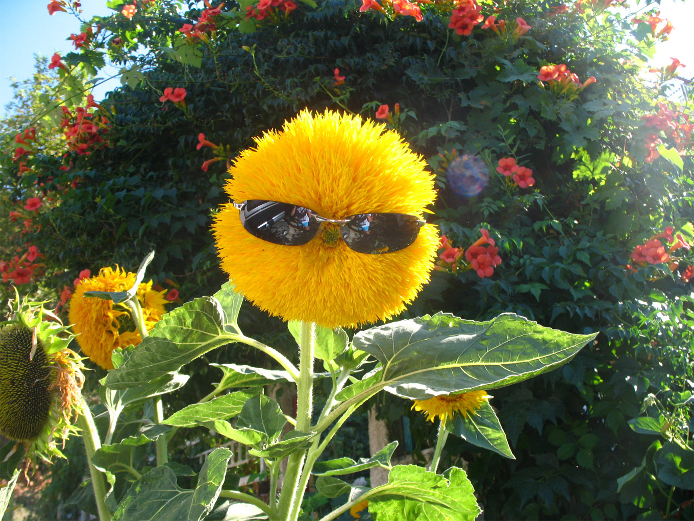 http://bizwebsolutions.co.uk/wp-content/gallery/demonstration-image-gallery/funny-flower.jpg