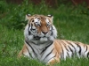  bizwebsolutions Tiger